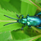 Jewel beetle