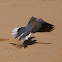 Egyptian laughing dove