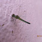 Blue Percher Dragonfly (female)