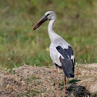 Asian Openbill Stork