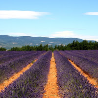 Provenza  Lavanda di 