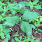 Jack in the pulpit