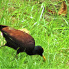 Northern jacana