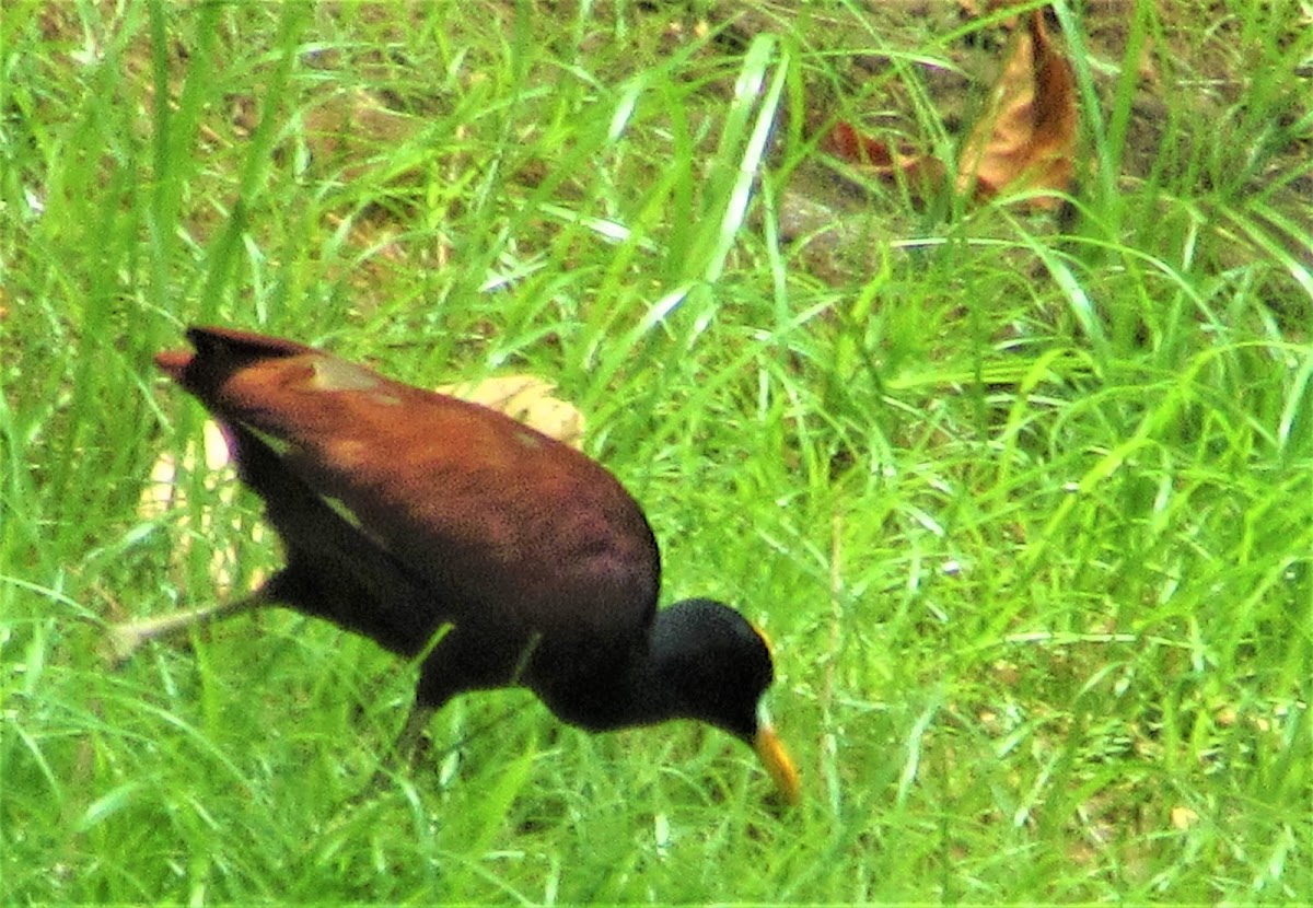 Northern jacana