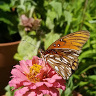 gulf fritillary butterfly