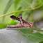 Monkey Grasshopper/Matchstick Grasshopper