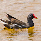 Moorhen; Polla de Agua