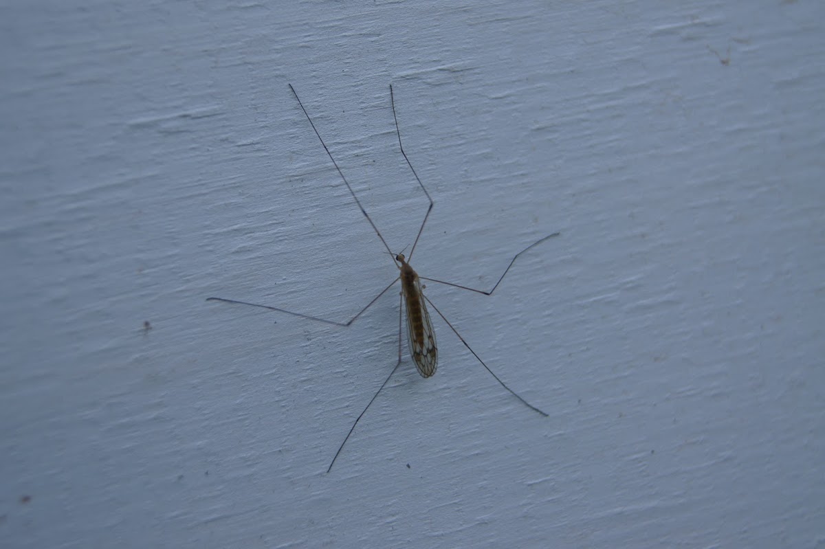 Crane Fly