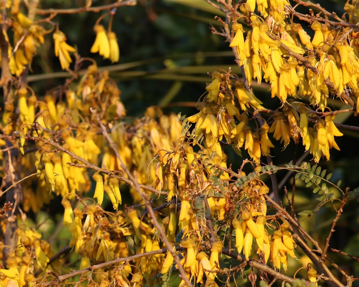 Kowhai