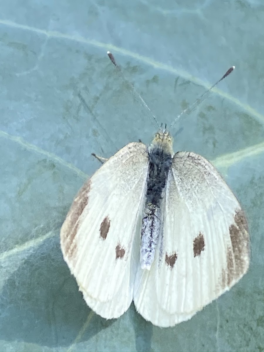 Small white