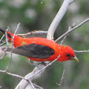 Scarlet Tanager