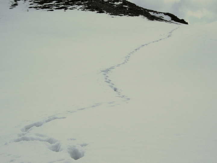 Footprints in the snow di lucaturati