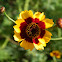 Plains Coreopsis