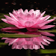 Download Pink Lotus Live Wallpaper For PC Windows and Mac 2