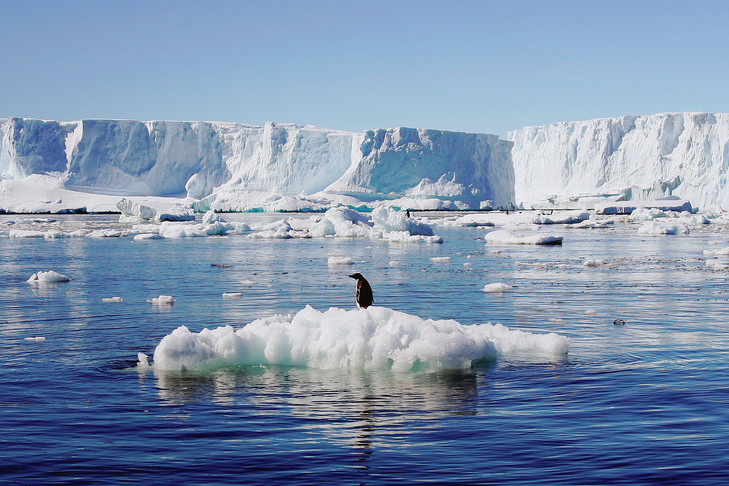 Un pingouin sur son iceberg