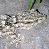 Moorish wall gecko. Salamanquesa común