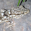 Moorish wall gecko. Salamanquesa común