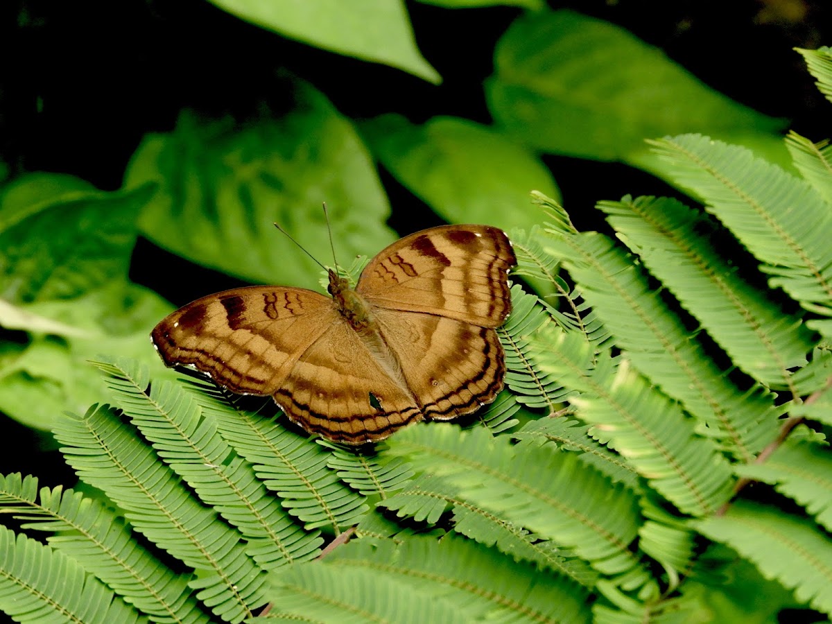 Chocolate pansy