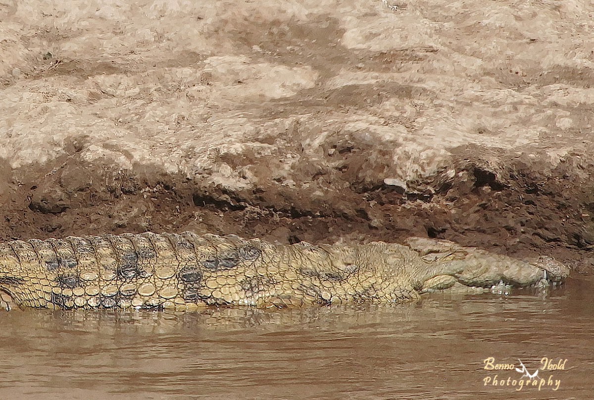 Nile crocodile