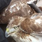 Juvenile Red Tailed Hawk