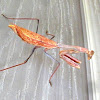 Stagmomantis (female)