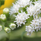 Boneset