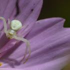 crab spider