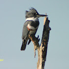 Belted Kingfisher