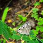 Common Cerulean