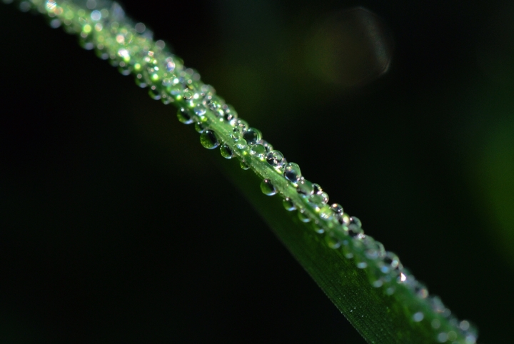 Blade of grass di Astrid Tomada