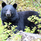 American Black Bear