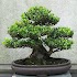 Seni Bonsai1.0.2