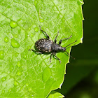 Black vine weevil