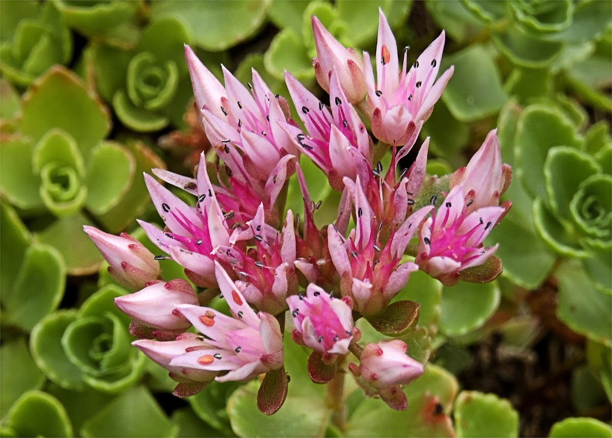 Caucasian Stonecrop