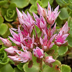 Caucasian Stonecrop