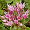 Caucasian Stonecrop