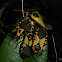 Giant Milkweed Bug