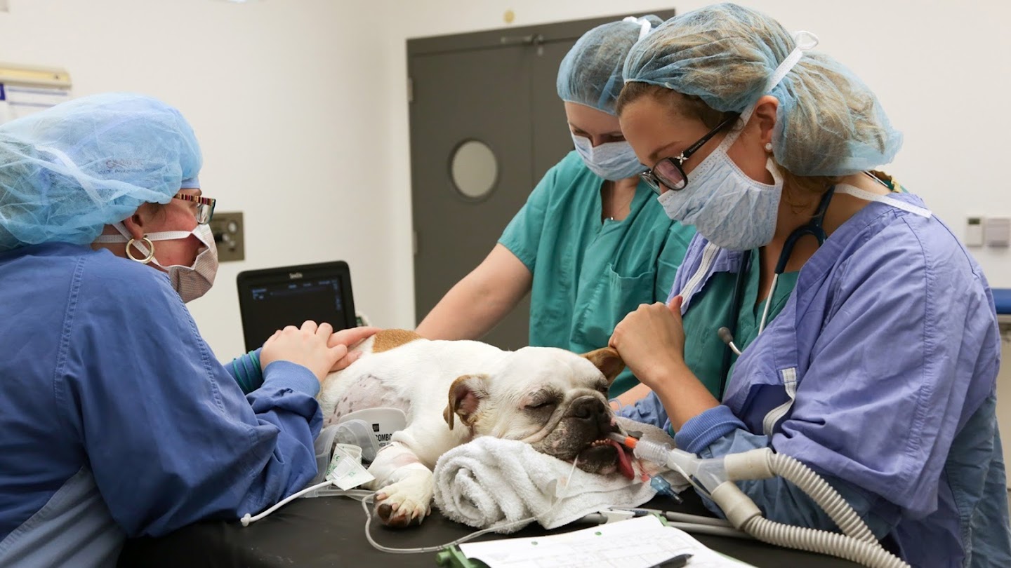 Vet School