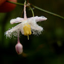 Wombat Berry