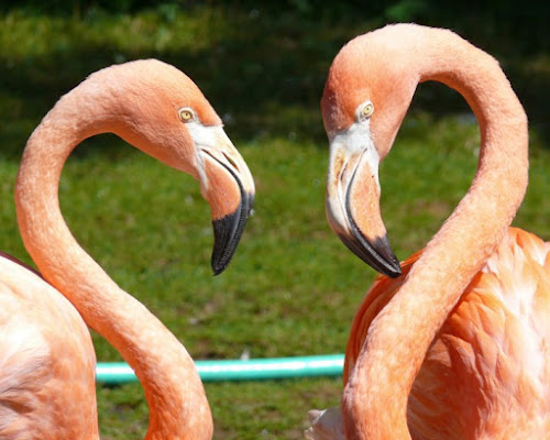 Viva l'Amore!! di magone