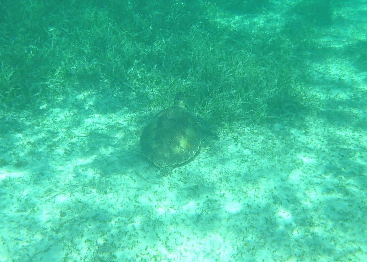 Green Sea Turtle