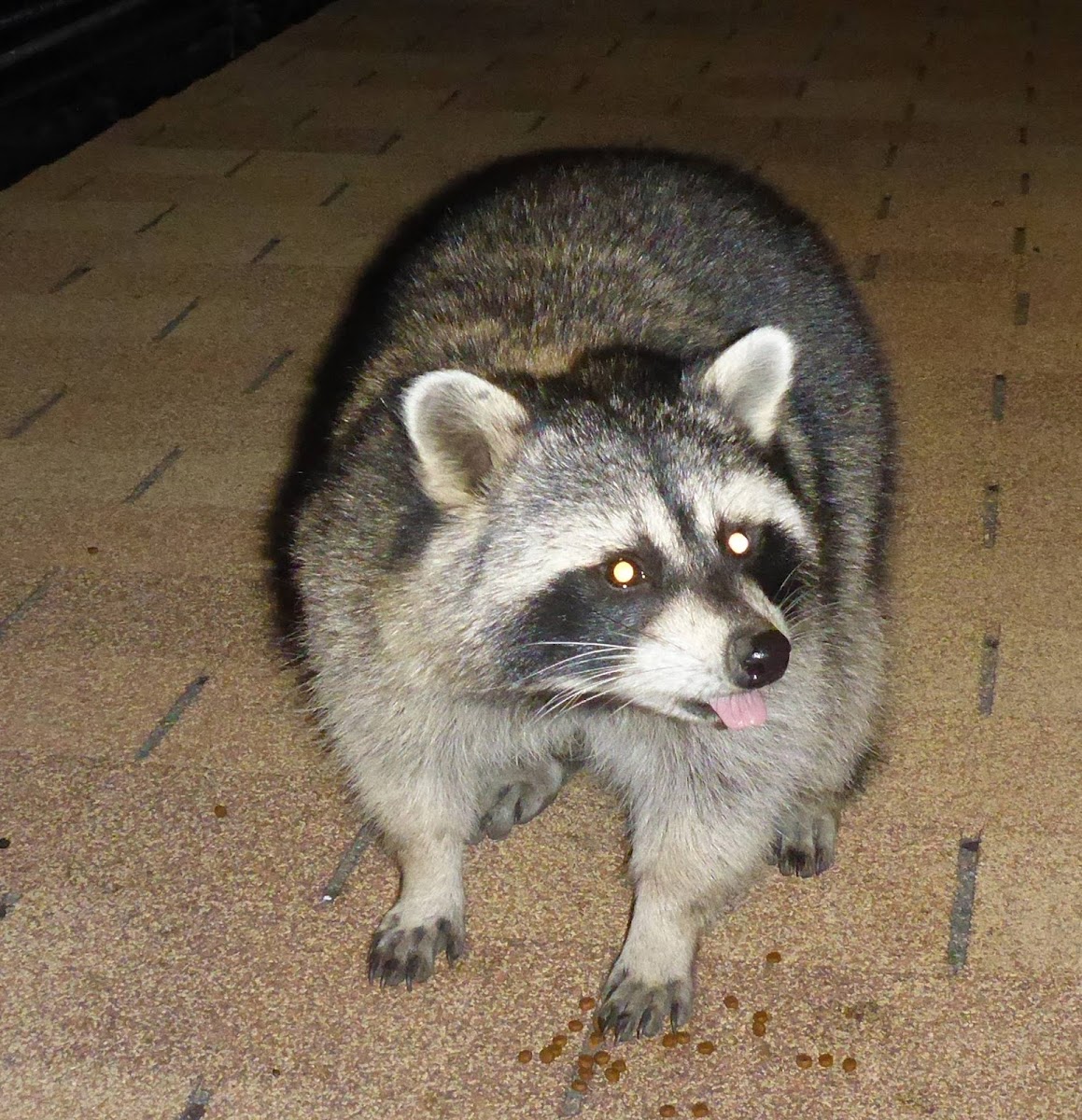 Raccoon (Procyon lotor)