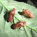 Cicada skins