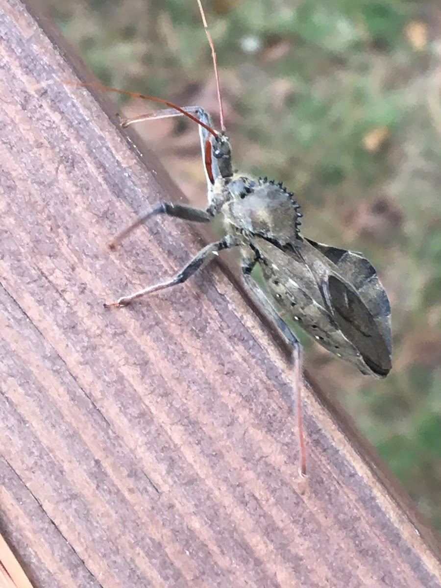 Wheel Bug