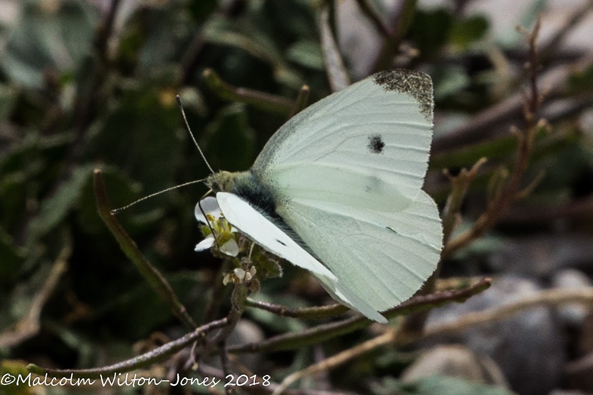 Small White