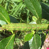 White-lined Sphinx