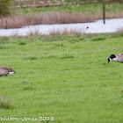 Canada Goose