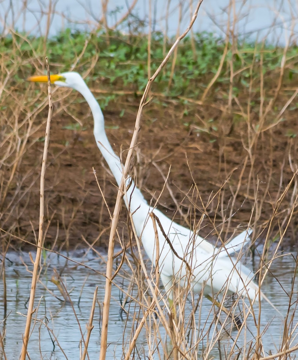 great egret, common egret, large egret, great white egret, great white heron