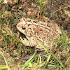 American Toad