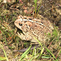 American Toad